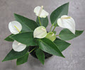 4" Anthurium White